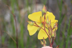 Crocanthemum aldersonii