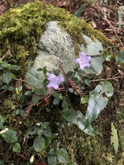 Strobilanthes rankanensis