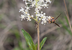 Merocoris curtatus