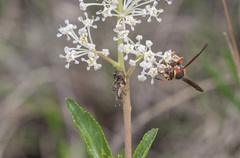 Merocoris curtatus