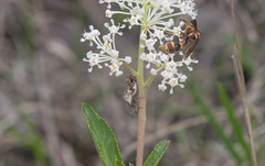 Merocoris curtatus