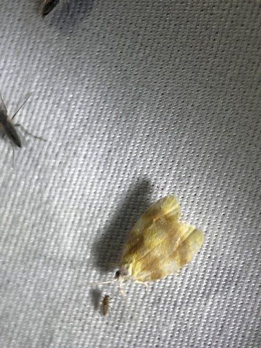 Oak Leafshredder Moth photo 4