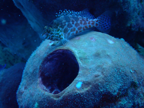 Cirrhitichthys oxycephalus