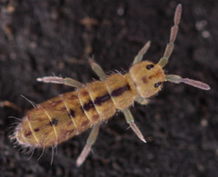 Isotomurus palustris