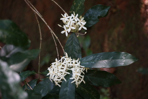 Ixora thwaitesii observed 2026-04-25