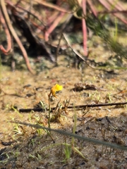 Utricularia bifida, photograph (c) jimmy, some rights reserved (CC BY)