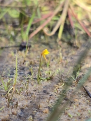Utricularia bifida, photograph (c) jimmy, some rights reserved (CC BY)
