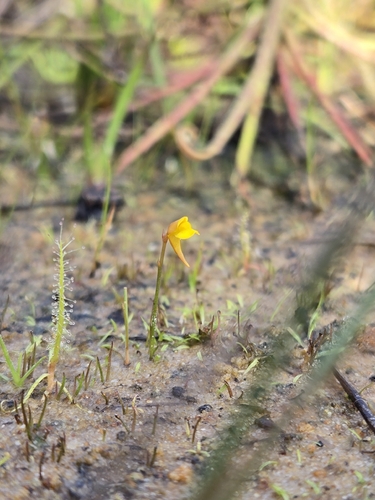 Utricularia bifida, photograph 4