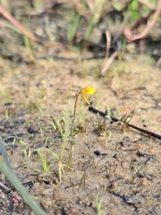 Utricularia bifida, photograph (c) jimmy, some rights reserved (CC BY)