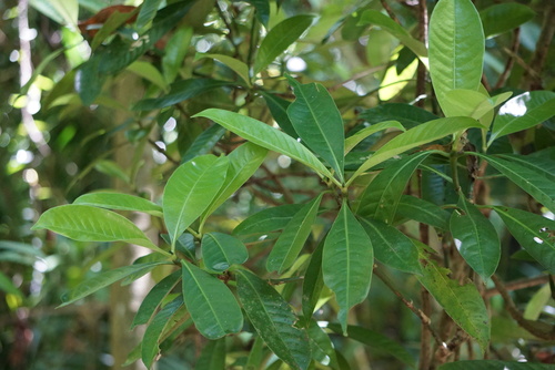 Psychotria gardneri observed 2026-04-25
