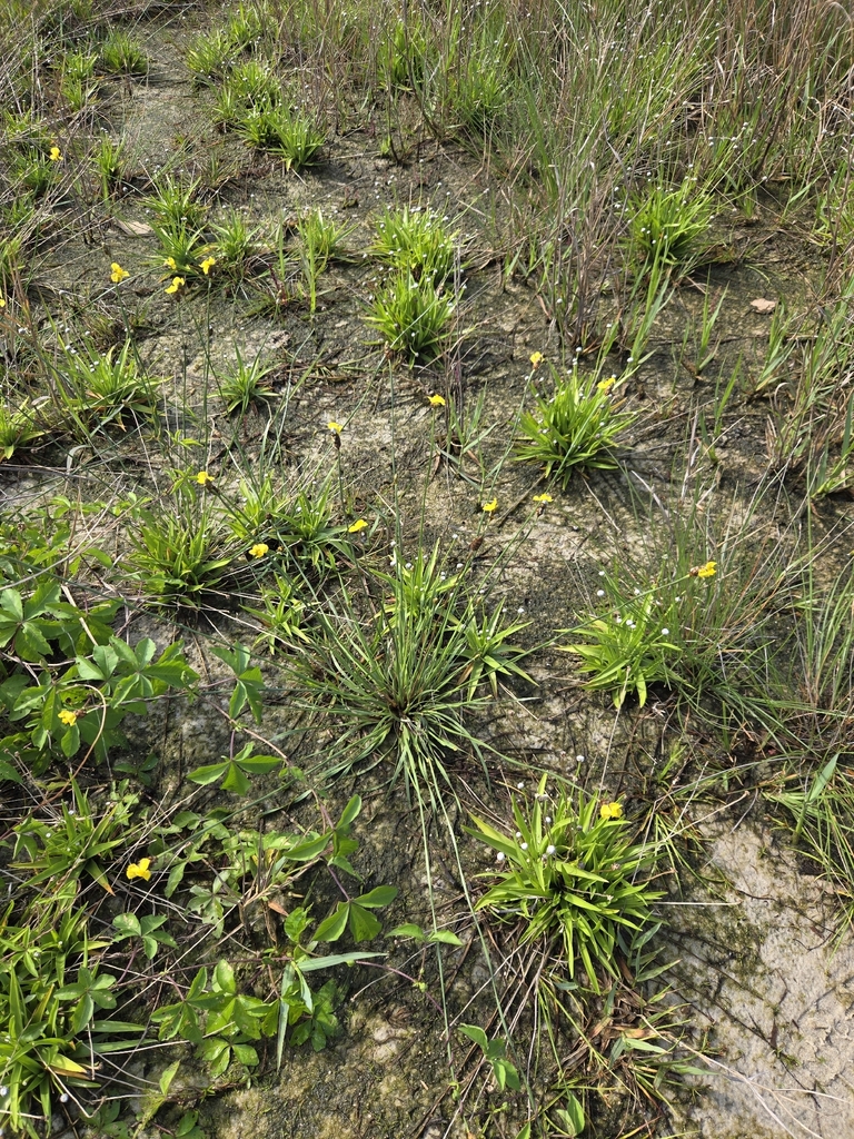Hawai'i yelloweyed grass (Xyris complanata)
