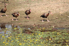 Dendrocygna autumnalis