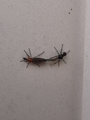 Dilophus tibialis breviceps