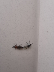 Dilophus tibialis breviceps