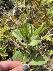 Vicia narbonensis, photograph (c) Наталья Пикалова, some rights reserved (CC BY)