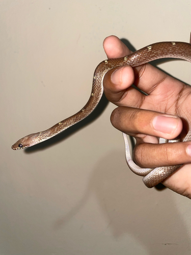 Russell's Wolf Snake