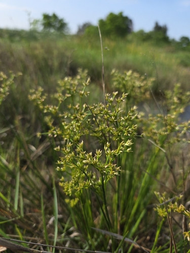 Juncus wallichianus iNat (3)