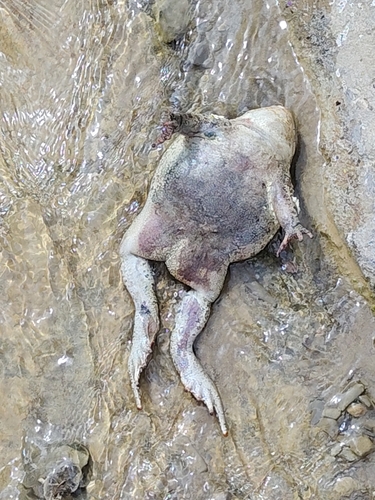 Mauritanian Toad