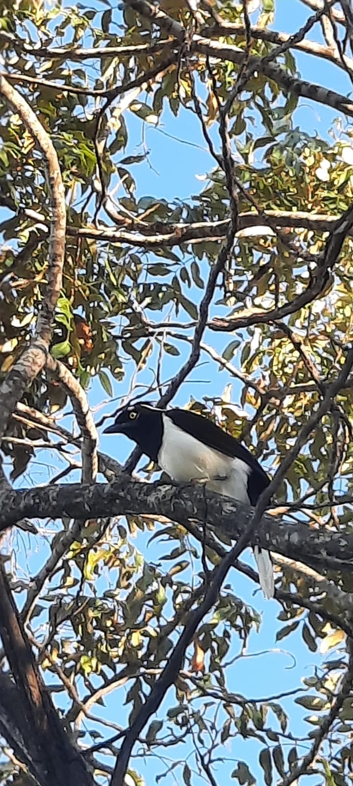 White-naped Jay (Cyanocorax cyanopogon), photo 5