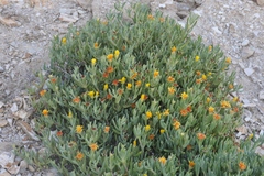 Malephora lutea