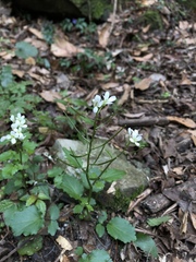 Cardamine circaeoides