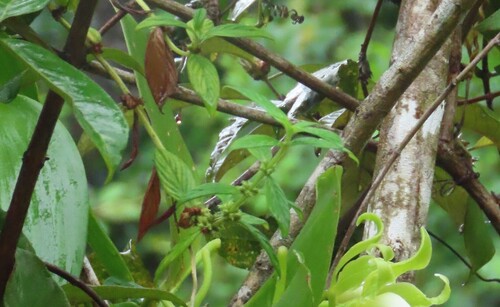 Hexasepalum sarmentosum observed 2026-04-25