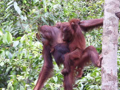 ボルネオオランウータン