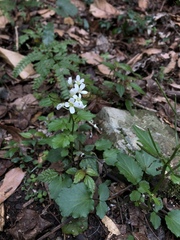 Cardamine circaeoides