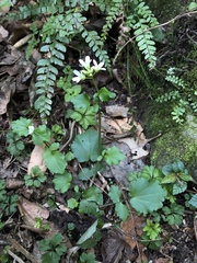 Cardamine circaeoides