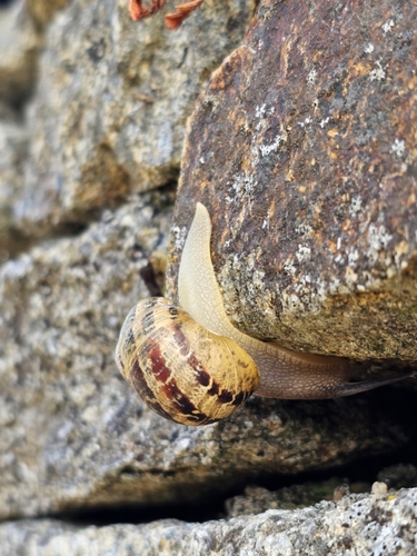 Cornu aspersum