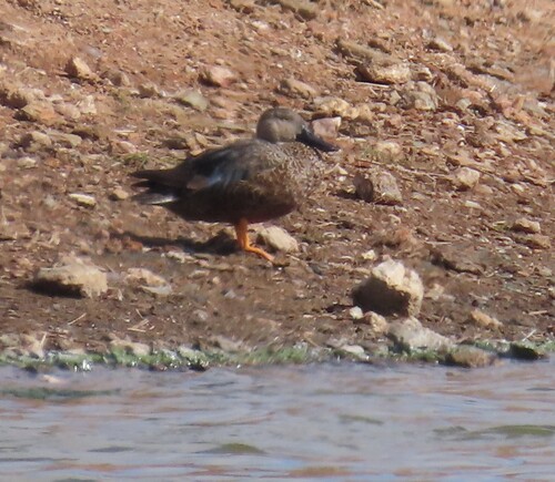 iNaturalist image