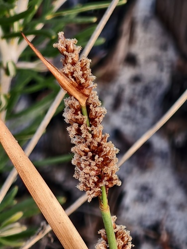 Anarthria laevis (Anarthria laevis)