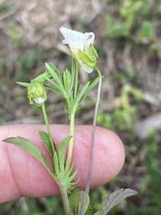 Viola arvensis