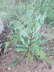Lactuca serriola