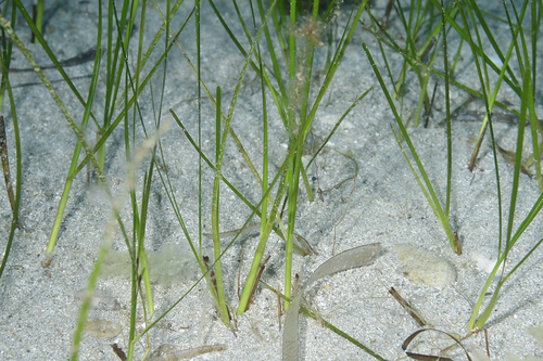 Cymodocea nodosa, photograph 2