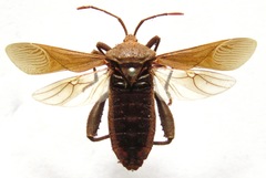 Piezogaster odiosus