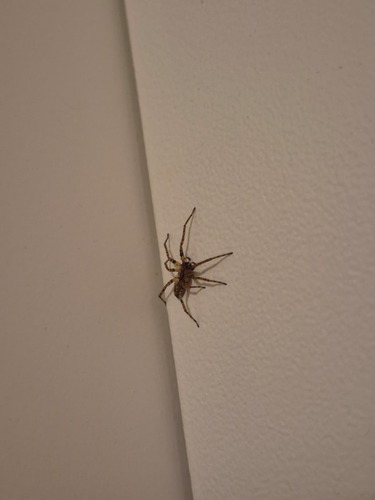 Buzzing Spider, Maandereng, Ede, Nederland, photo 5 of 10