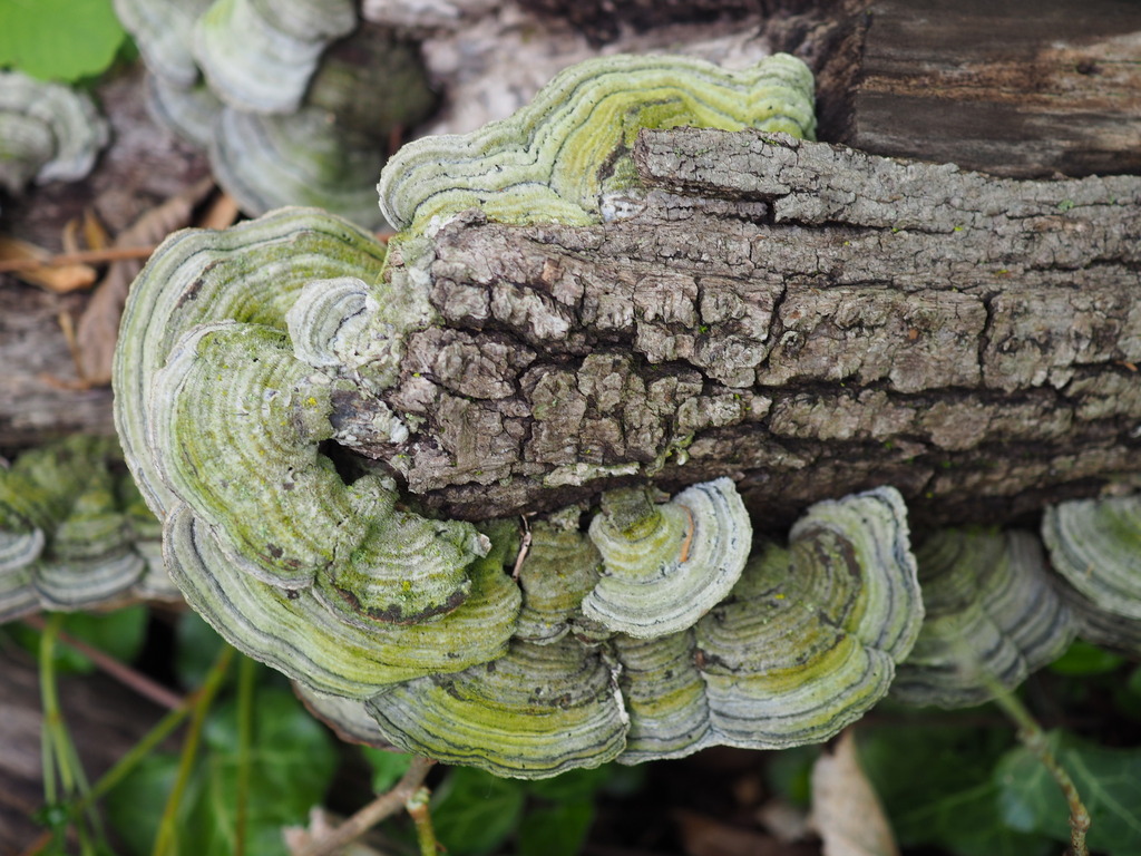 Cerrena unicolor · April 2026 · photo: © paganka (iNaturalist, cc-by-nc)