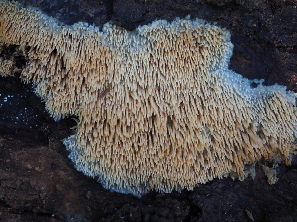Radulomyces copelandii · April 2026 · photo: © paganka (iNaturalist, cc-by-nc)