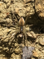 Dolomedes triton