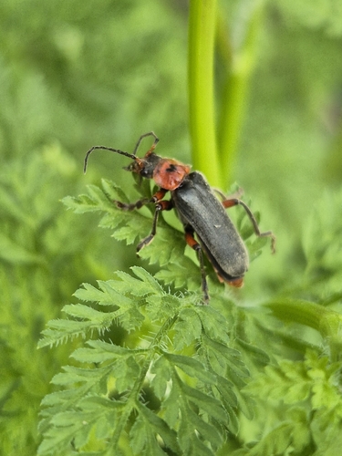 Rustic Sailor Beetle