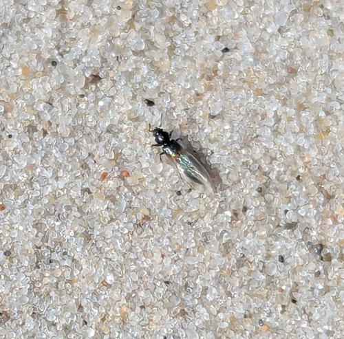 Bledius subniger