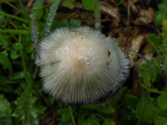 Coprinellus flocculosus