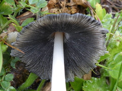 Coprinellus flocculosus