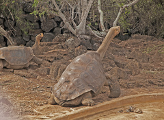 Chelonoidis niger abingdonii
