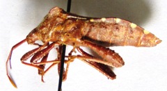 Piezogaster tetricus