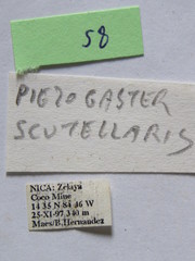 Piezogaster tetricus