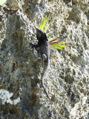 Ctenosaura oedirhina