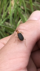 Brachinus adustipennis