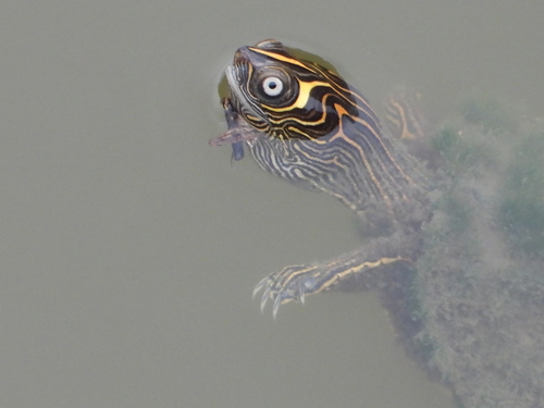 False Map Turtle